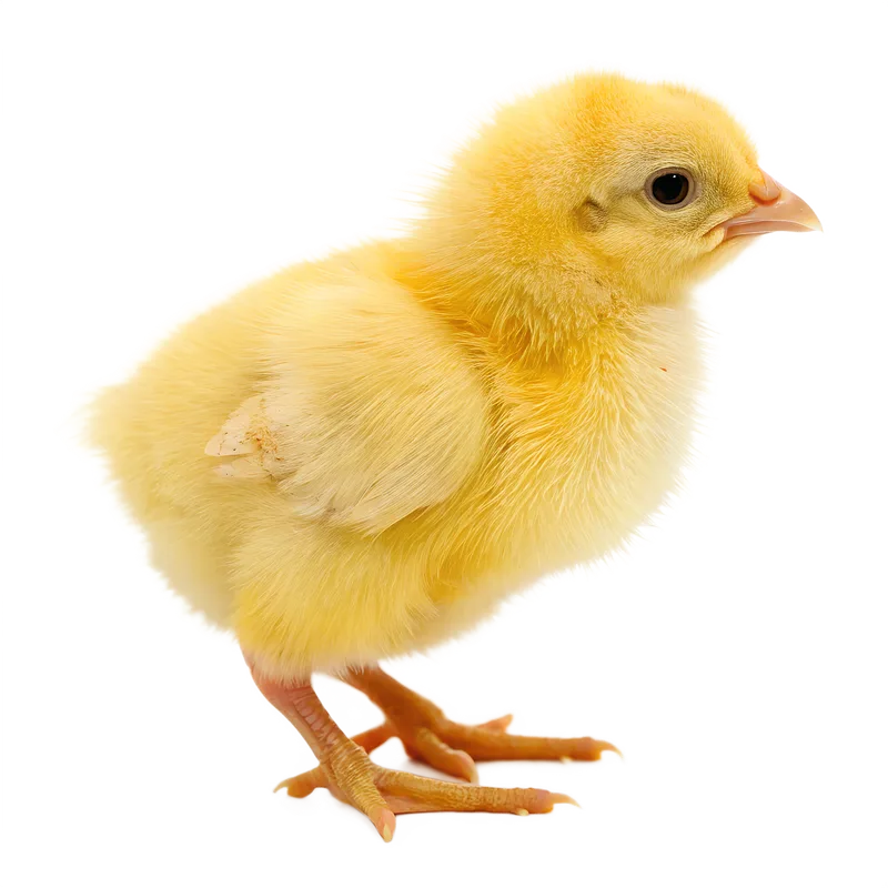 A small yellow chick standing