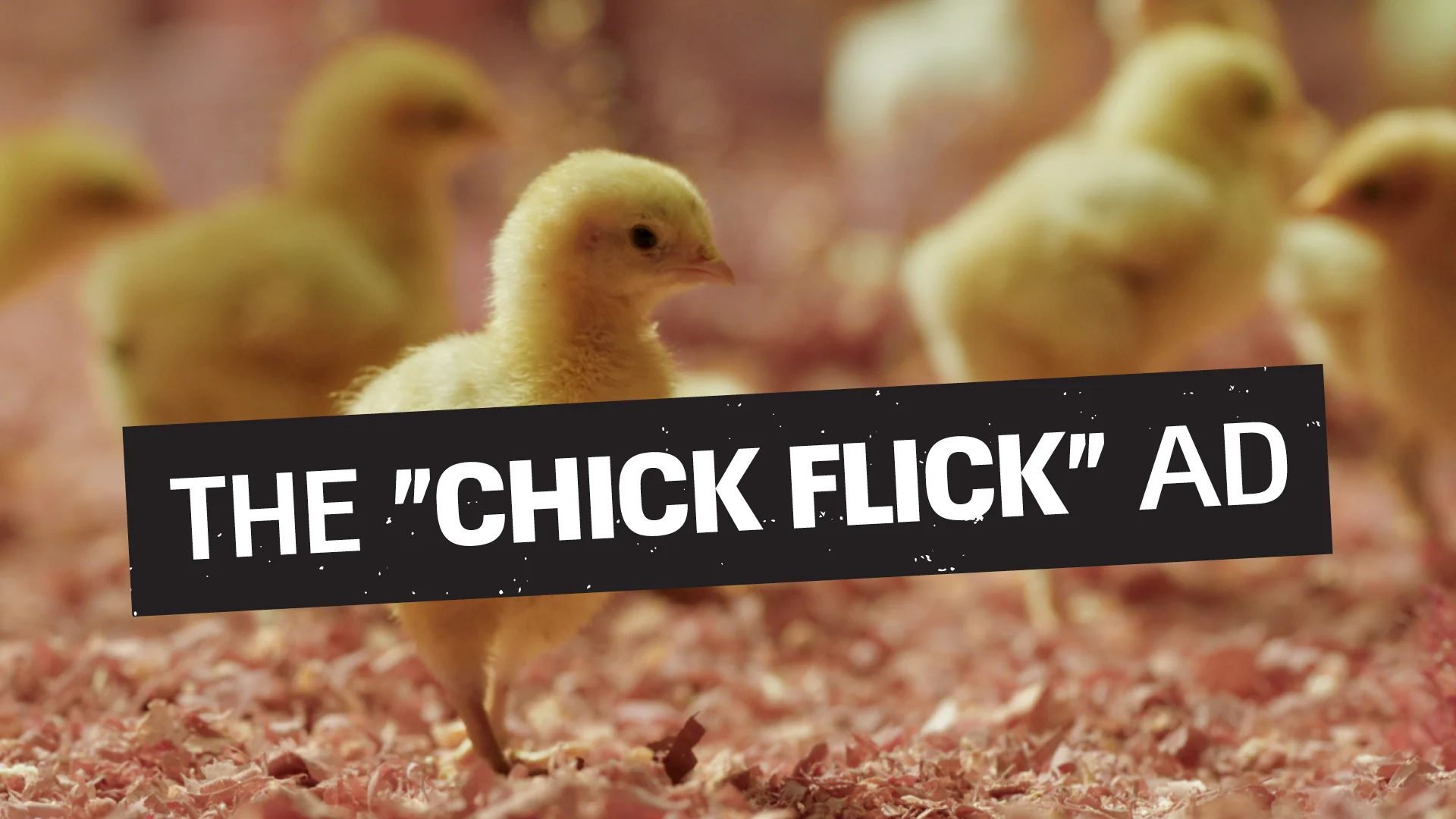 A frame from the ad: baby chicks in an industrial setting